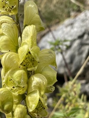 Aconitum anthora