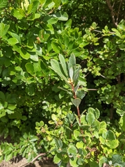 Rhododendron viscosum