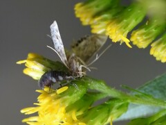 Chrysoperla rufilabris