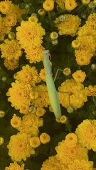 Mantis religiosa