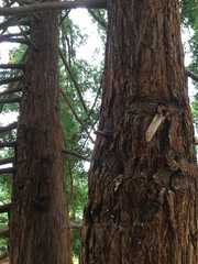 Sequoia sempervirens