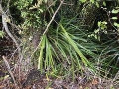 Freycinetia banksii