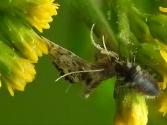 Chrysoperla rufilabris