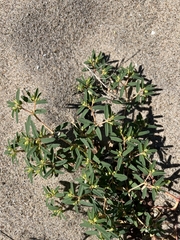 Euphorbia polygonifolia