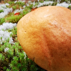 Leccinum versipelle