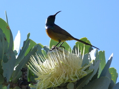 Anthobaphes violacea