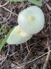 Leucocoprinus