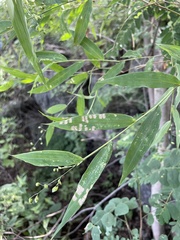 Molinieae