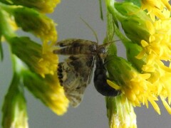 Chrysoperla rufilabris