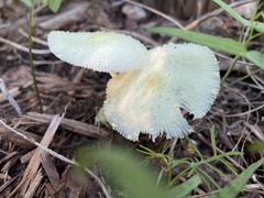 Leucocoprinus