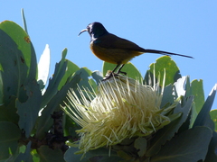 Anthobaphes violacea