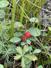 Cotoneaster integerrimus