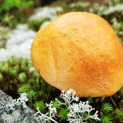 Leccinum versipelle