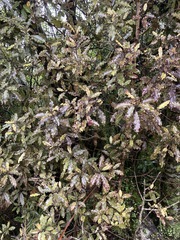 Quintinia serrata