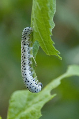 Tenthredo scrophulariae