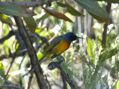 Anthobaphes violacea