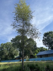 Populus angustifolia