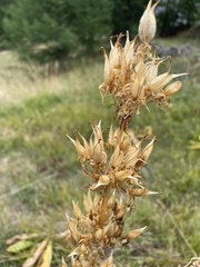 Gentiana lutea