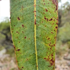 Corymbia eximia