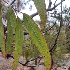 Corymbia eximia