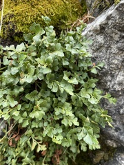 Asplenium ruta-muraria