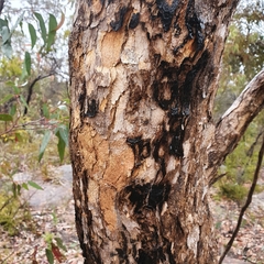 Corymbia eximia