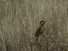 Colaptes melanochloros