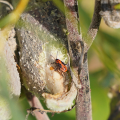 Lygaeus kalmii
