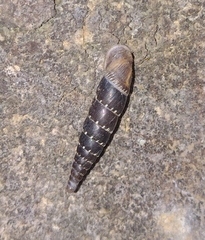 Papillifera papillaris