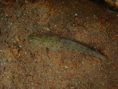 Gobius bucchichi