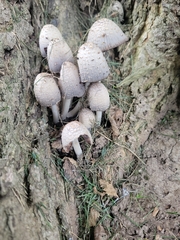 Coprinopsis variegata