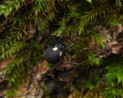 Nemastoma bimaculatum