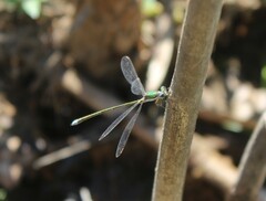 Lestes virens