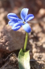 Tecophilaea violiflora