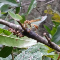 Mischocyttarus mexicanus cubicola