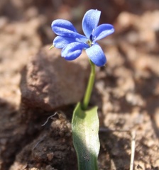 Tecophilaea violiflora