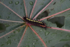 Ariadne ariadne alterna
