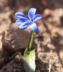 Tecophilaea violiflora
