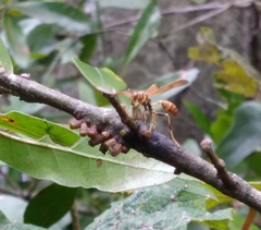 Mischocyttarus mexicanus cubicola