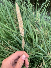 Phalaris arundinacea