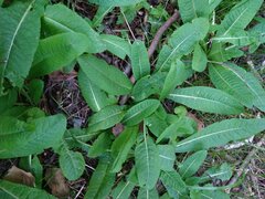 Cirsium heterophyllum