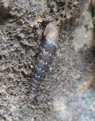 Papillifera papillaris