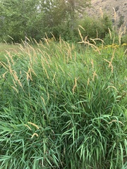 Phalaris arundinacea
