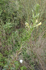 Oenothera parviflora