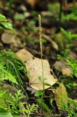 Microchilus hirtellus