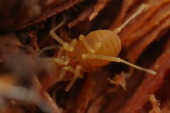 Holoscotolemon querilhaci