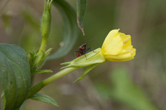 Oenothera parviflora
