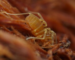 Holoscotolemon querilhaci