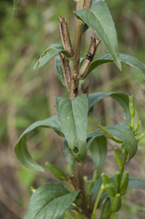 Oenothera parviflora