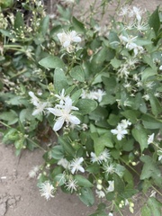 Clematis ligusticifolia